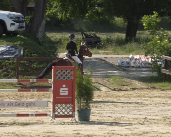 Reitturnier Schönfeld 2025