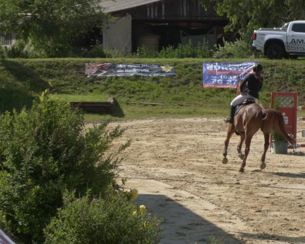Reitturnier Schönfeld 2025