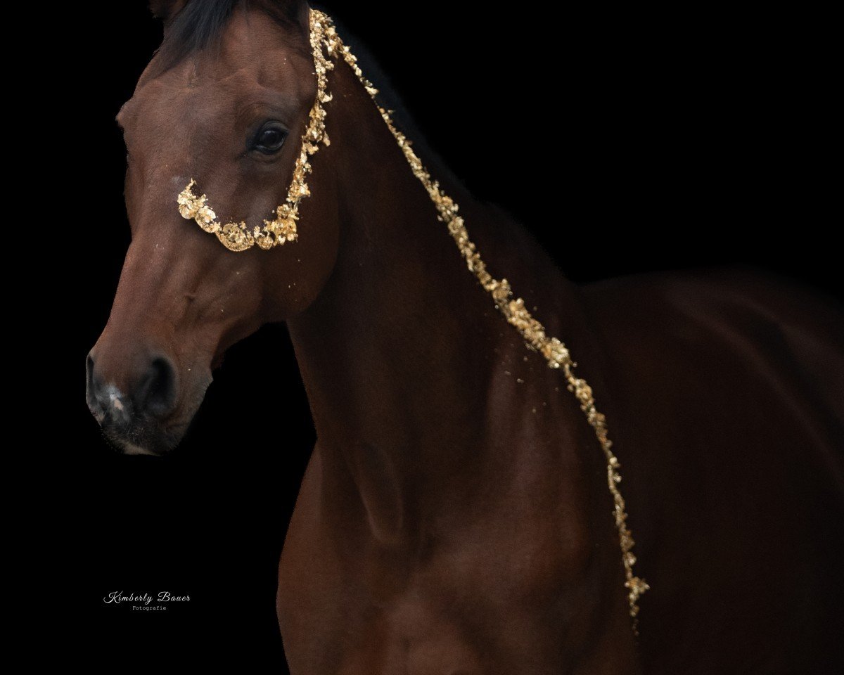 Jumper Ludwig (Oldenburger Jumping Horse, 2008, from Ludwigs As)