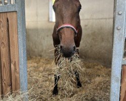 horse Hengst von Dourkhan Hero Z / Tornesch (Holsteiner, 2023, from Dourkhan Hero Z)