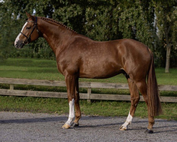 Deckhengst Deichkind (Holsteiner, 2020, von Don van het Parelshof Z)