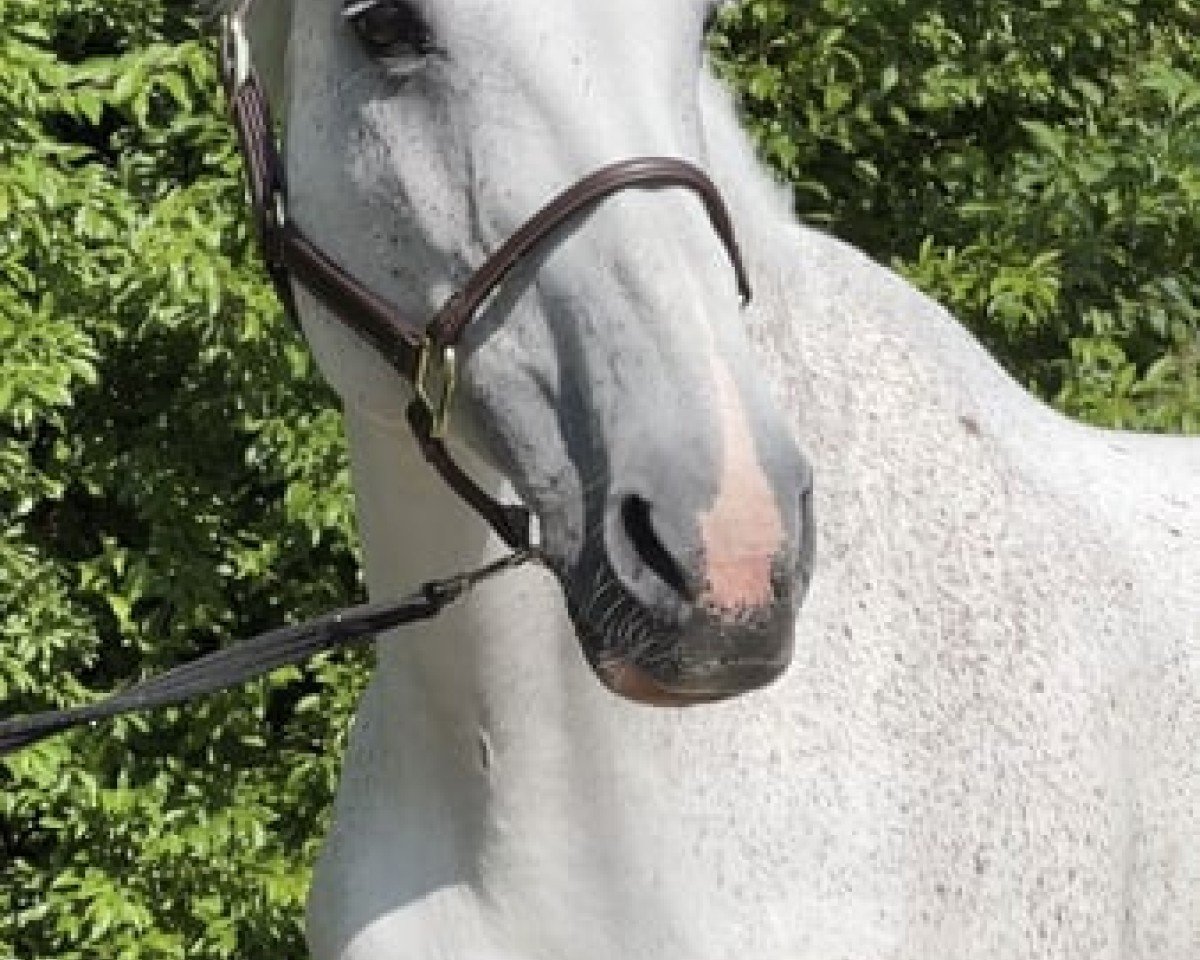 Broodmare Catch me if you can 16 (Holsteiner, 2007, from Cassini I)