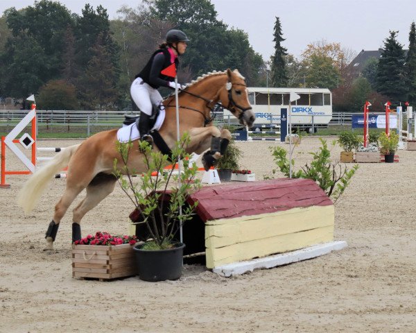 Zuchtstute Elka (3,91% ox) (Edelbluthaflinger, 2008, von Nordcup)
