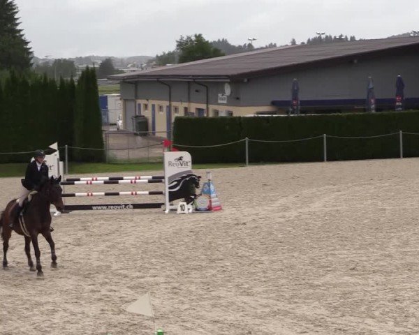 Reitturnier Fehraltorf 2025