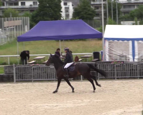 Reitturnier Fehraltorf 2025