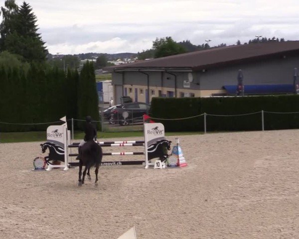 Reitturnier Fehraltorf 2025