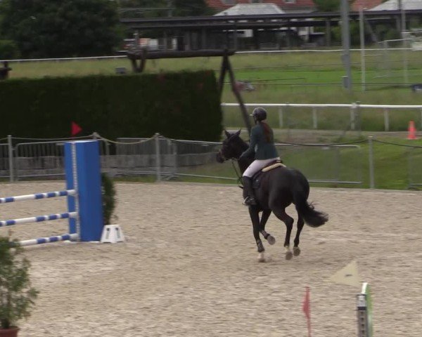 Reitturnier Fehraltorf 2025