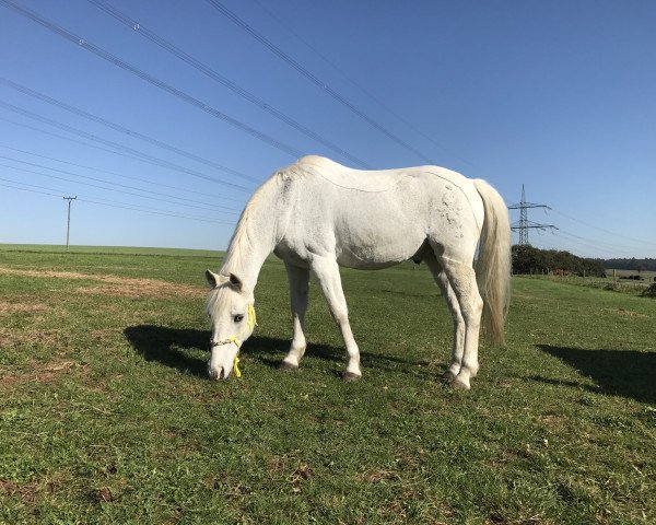 dressage horse Monzi (German Riding Pony, 1997, from Mondeo)