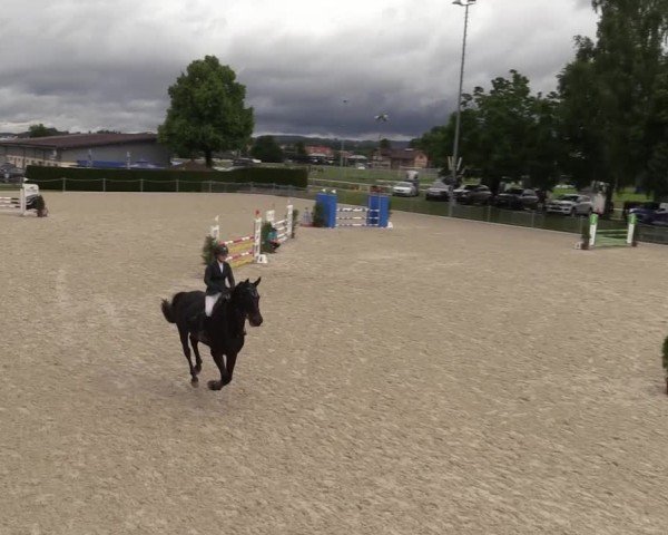 Reitturnier Fehraltorf 2025