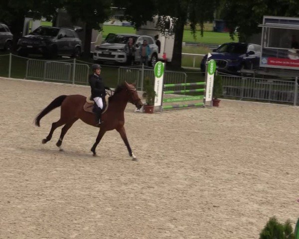 Reitturnier Fehraltorf 2025