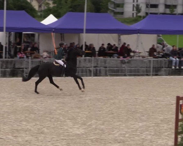 Reitturnier Fehraltorf 2025