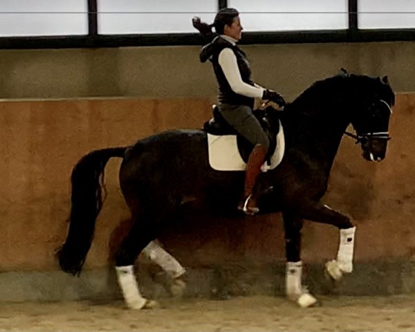 Dressurpferd Javino S (KWPN (Niederländisches Warmblut), 2014, von Davino)