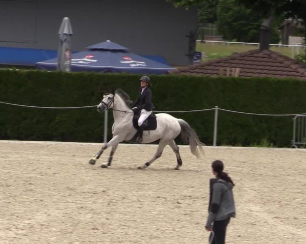 Reitturnier Fehraltorf 2025