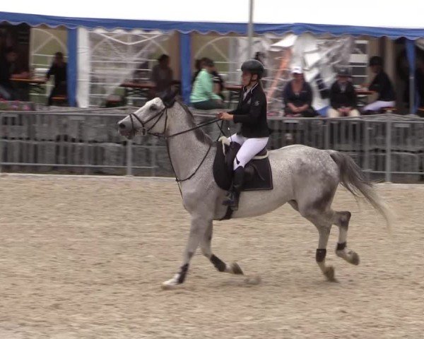 Reitturnier Fehraltorf 2025