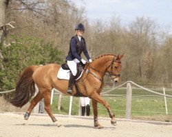 jumper Sam Semilia (Hanoverian, 2012, from Stolzenfels)