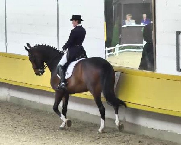 5. Pforzheimer Dressurtage 2014