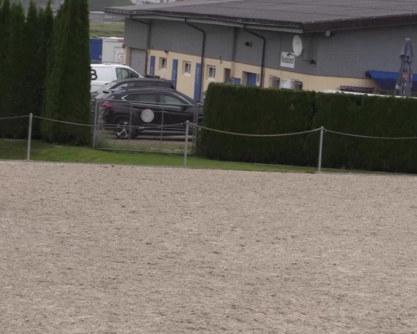 Reitturnier Fehraltorf 2025