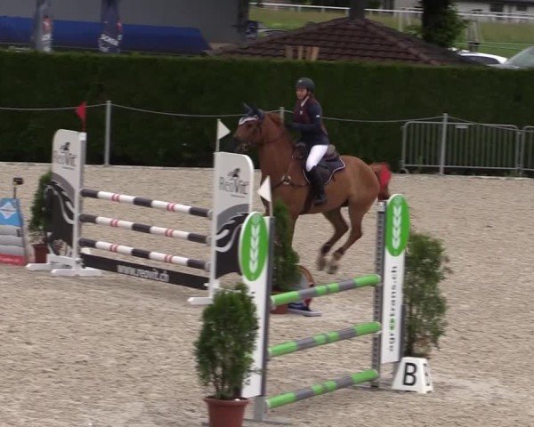 Reitturnier Fehraltorf 2025