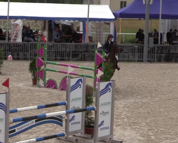 Reitturnier Fehraltorf 2025
