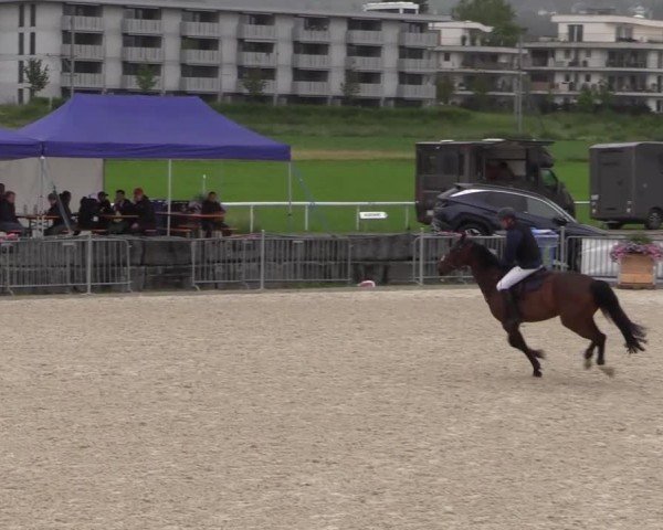 Reitturnier Fehraltorf 2025