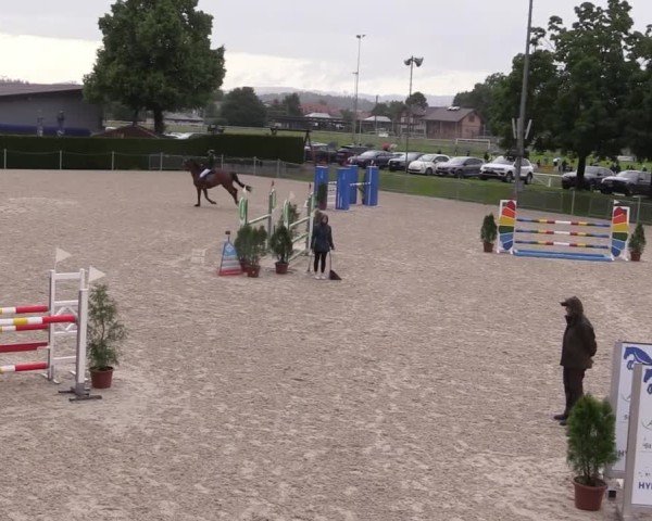 Reitturnier Fehraltorf 2025