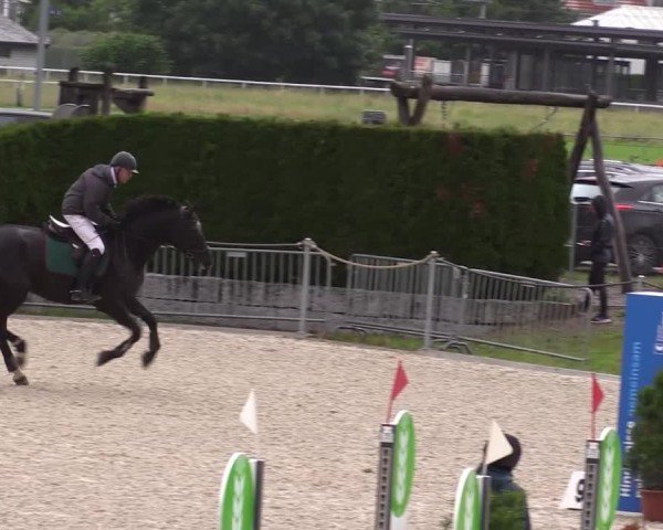 Reitturnier Fehraltorf 2025
