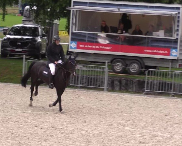 Reitturnier Fehraltorf 2025