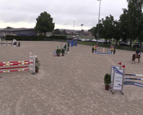 Reitturnier Fehraltorf 2025