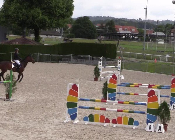 Reitturnier Fehraltorf 2025