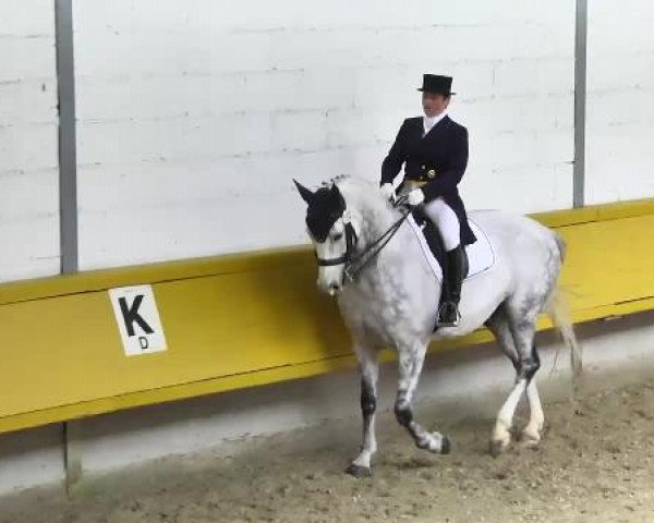 5. Pforzheimer Dressurtage 2014