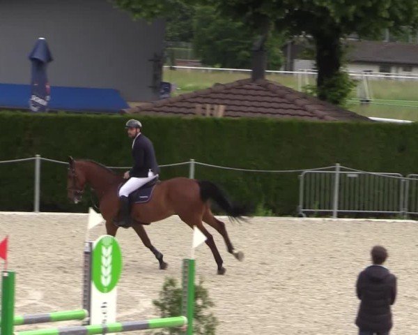Reitturnier Fehraltorf 2025
