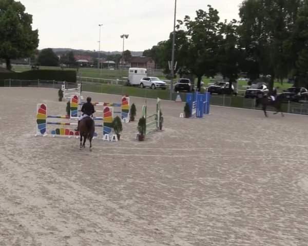 Reitturnier Fehraltorf 2025