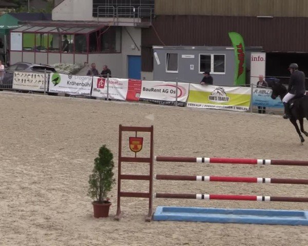 Reitturnier Fehraltorf 2025