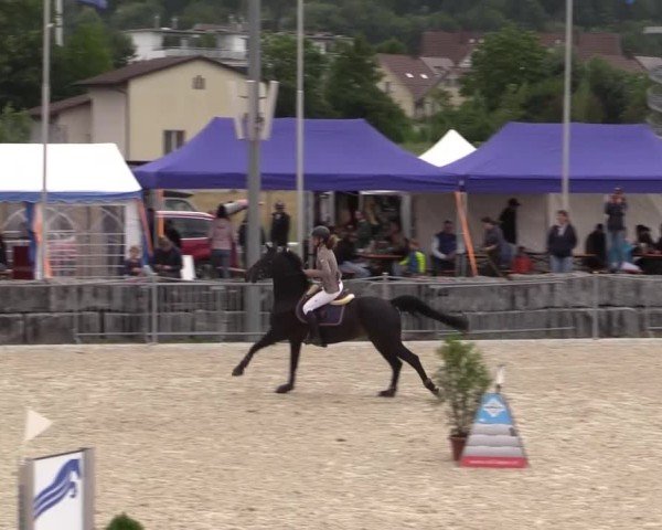 Reitturnier Fehraltorf 2025