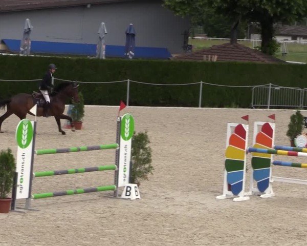 Reitturnier Fehraltorf 2025
