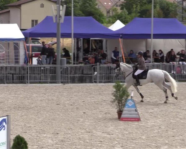 Reitturnier Fehraltorf 2025