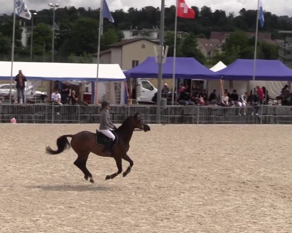 Reitturnier Fehraltorf 2025