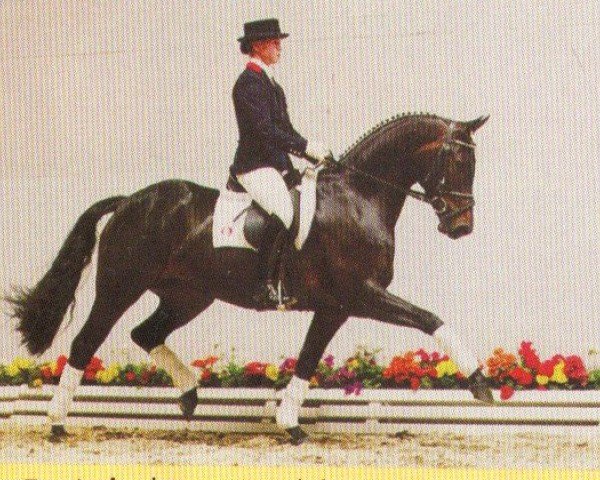 horse Raspa Tropical (Oldenburg, 1999, from Rohdiamant)