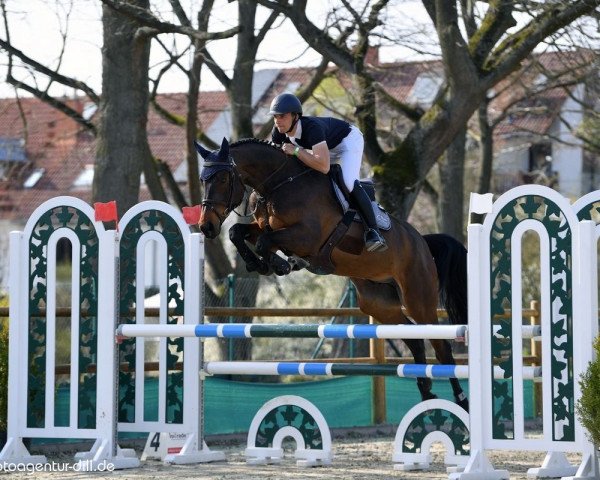 jumper Don Paolo Fasciana (Oldenburg show jumper, 2016, from Tailormade's Diarado's Boy 256 FIN)