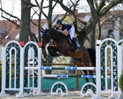 jumper Don Paolo Fasciana (Oldenburg show jumper, 2016, from Tailormade's Diarado's Boy 256 FIN)