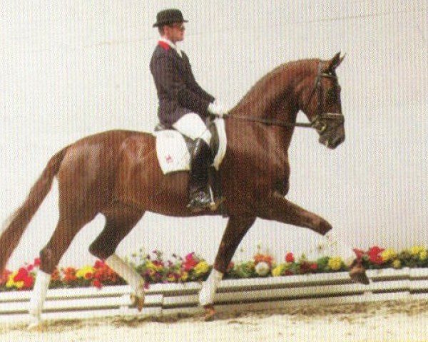 horse Donna Karan (Oldenburg,  , from Donnerhall)