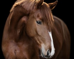 Pferd Fanaloka E (Westfale, 2021, von Fünf Sterne Royal)