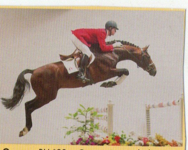 Pferd Queeno (Oldenburger, 1999, von Quattro B)