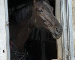 jumper Sandorra CH (Swiss Warmblood, 2015, from Sandokan 290)