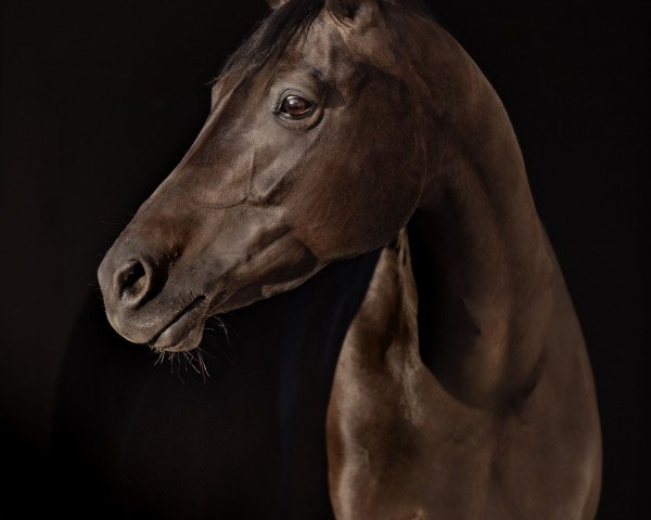 broodmare Foresthill Moonlight Melody (Welsh, 2009, from Offshore Energy R)