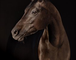 broodmare Foresthill Moonlight Melody (Welsh, 2009, from Offshore Energy R)