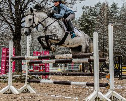 jumper Mein Struppi (New Forest Pony, 2011, from Maerchenprinz II GH)