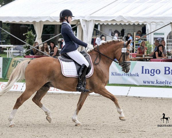 dressage horse Birkenhain Gran Dijon (German Riding Pony, 2007, from HET Golden Dream)