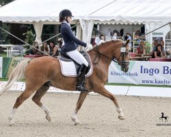 Dressurpferd Birkenhain Gran Dijon (Deutsches Reitpony, 2007, von HET Golden Dream)