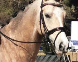 jumper Vespucci 17 (German Riding Pony, 2015, from Valido's Highlight)